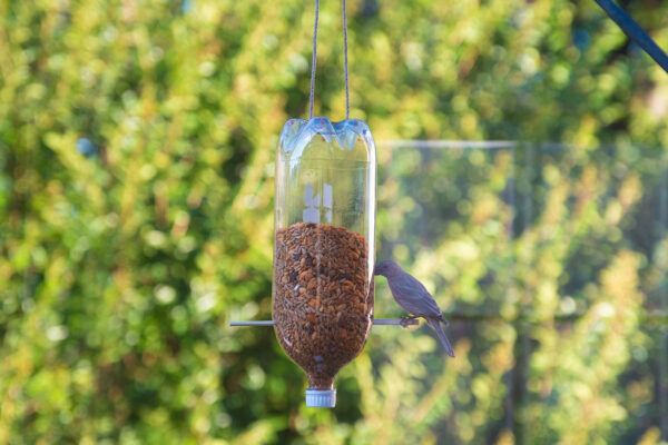 How to feed water for birds?