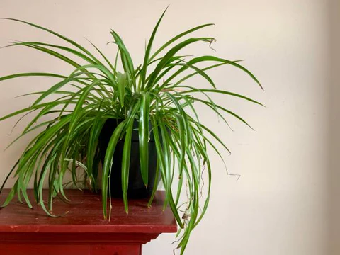 Which Plant Purifies The Air The Most?